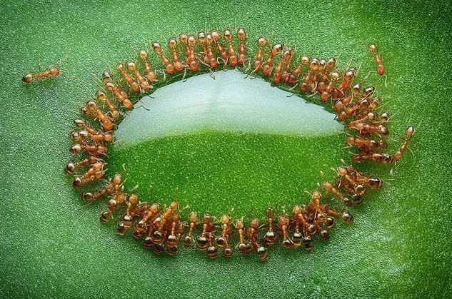 Զ߲ԲȦ